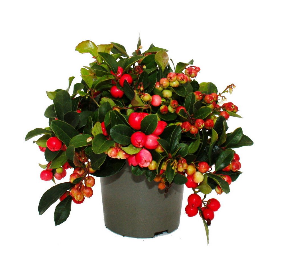 Exotenherz Beetpflanze Teppichbeere Gaultheria procumbens winterharte Pflanze Bild 2