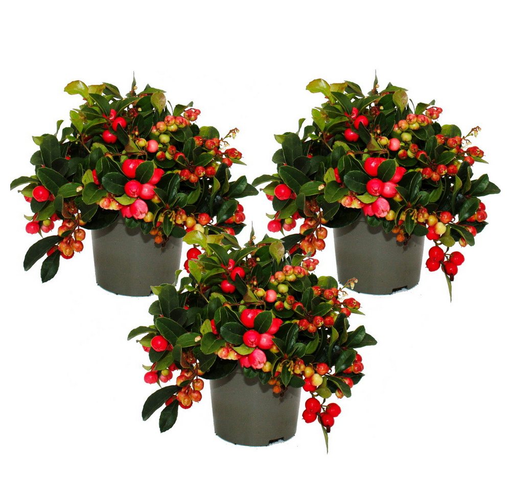 Exotenherz Beetpflanze Teppichbeere Gaultheria procumbens winterharte Pflanze Bild 3