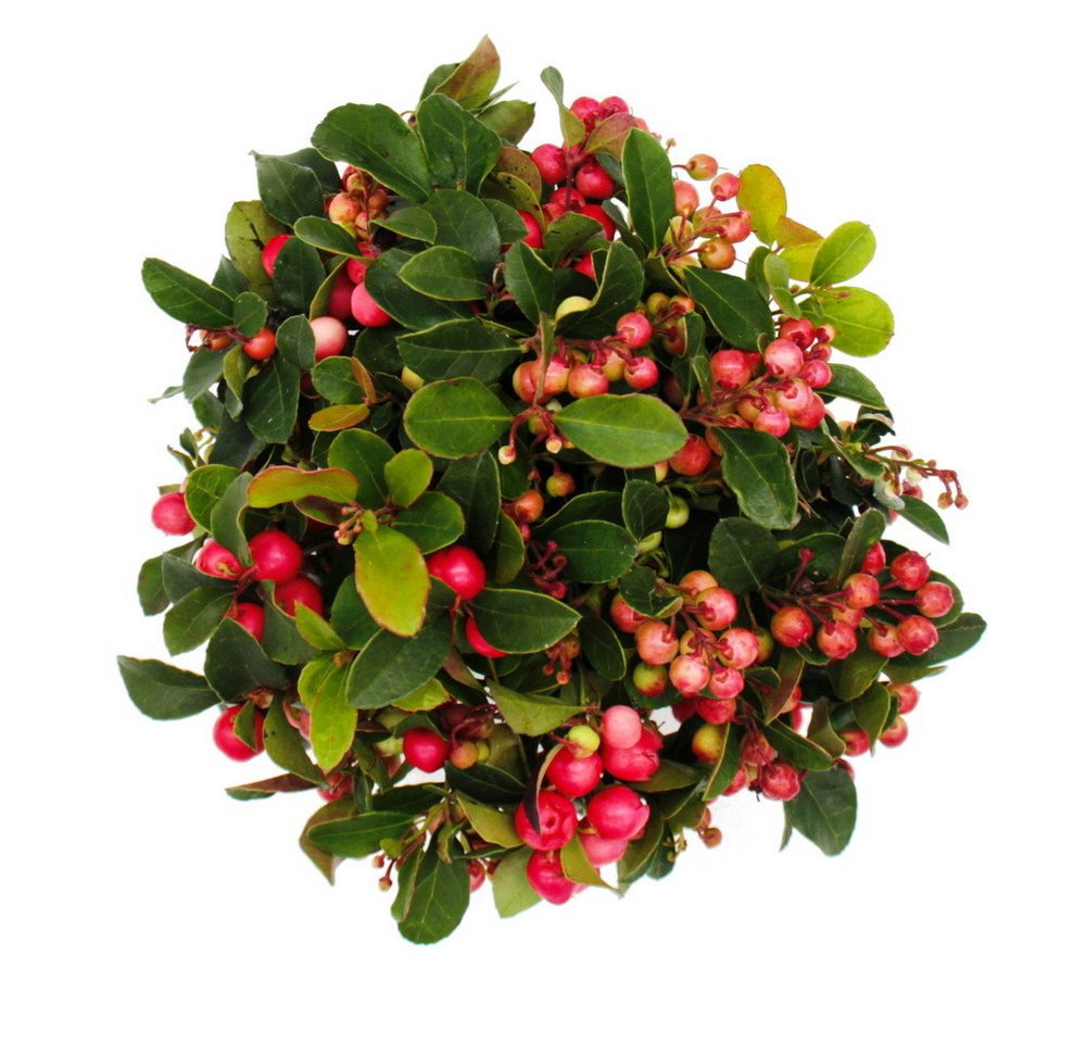Exotenherz Beetpflanze Teppichbeere Gaultheria procumbens winterharte Pflanze Bild 4