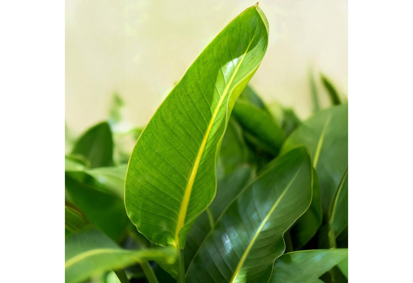 Florora Zimmerpflanze Strelitzia Stelitzia Nicolai – 90 cm