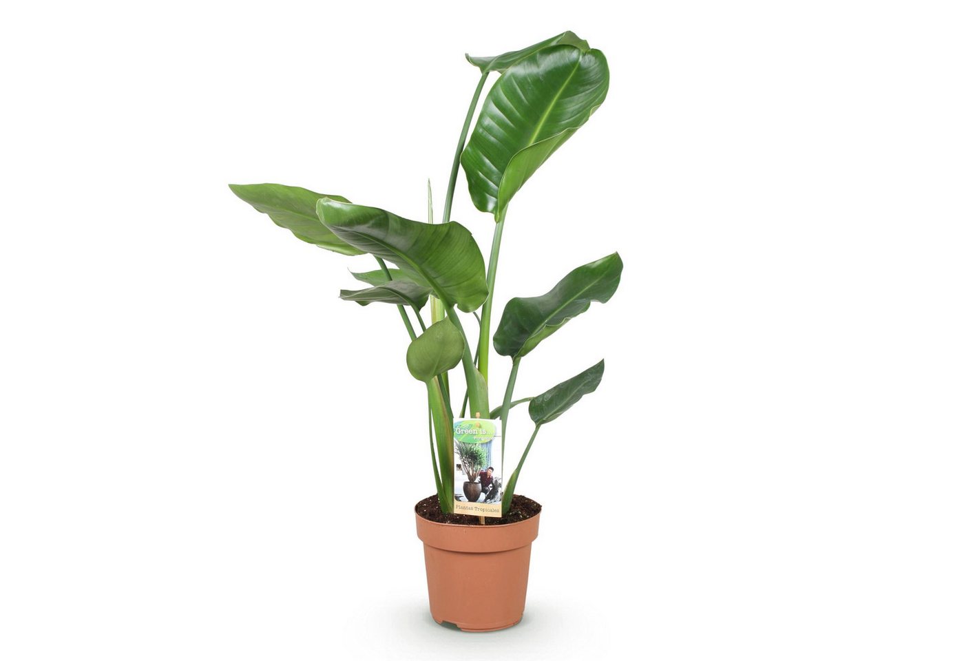 Florora Zimmerpflanze Strelitzia Stelitzia Nicolai – 90 cm Bild 2