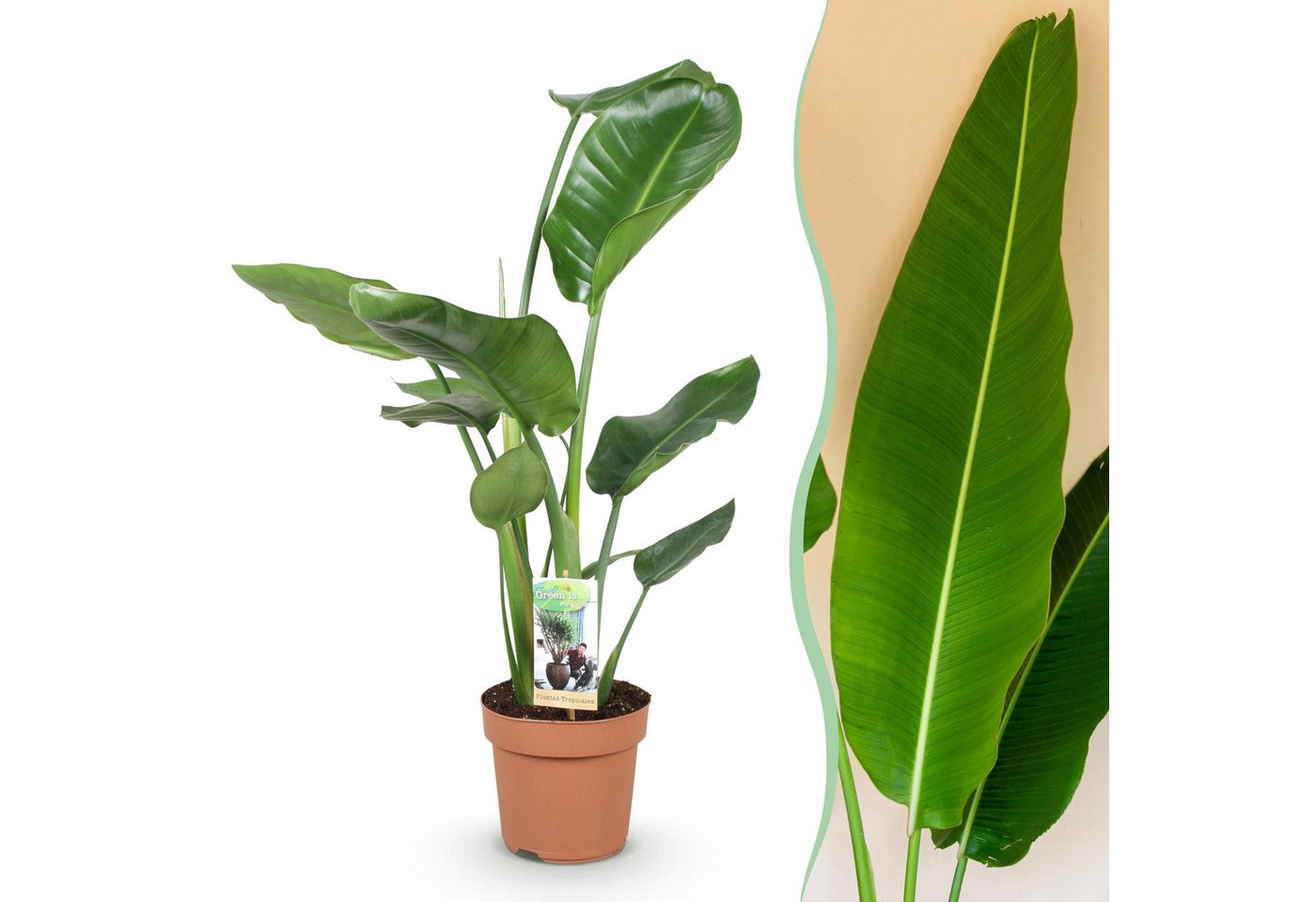 Florora Zimmerpflanze Strelitzia Stelitzia Nicolai – 90 cm Bild 4