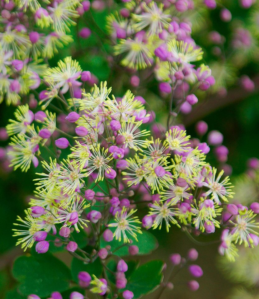 BALDUR Garten Staude Thalictrum 'Anne', 1 St., Wiesenraute, winterhart, filigrane Blütenrispen, robust