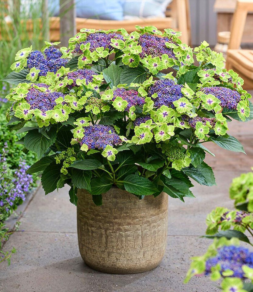 BALDUR Garten Zierstrauch Freiland-Hortensie 'Magical® Edgy Green', 1 St., Tellerhortensie, winterhart, grün-blaue Blüten, großblütig Bild 2