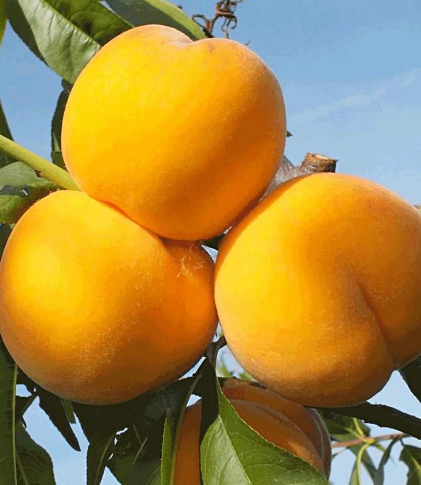BALDUR Garten Pfirsichbaum Pfirsich-Aprikose 'Honeymoon', 1 St., Honigpfirsiche, winterhart, essbar, pflegeleicht