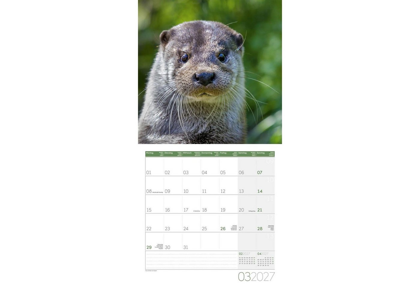 Ackermann Wandkalender Otter Kalender 2027 - 30x30 - Art12 Bild 2