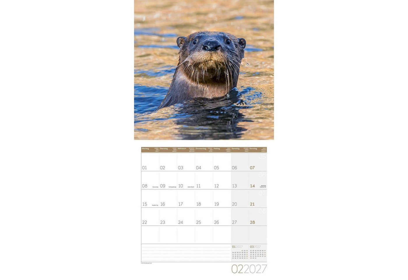Ackermann Wandkalender Otter Kalender 2027 - 30x30 - Art12 Bild 5