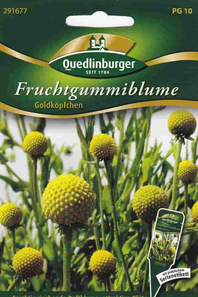 Quedlinburger Fruchtgummiblume Goldköpfchen - Blumensamen