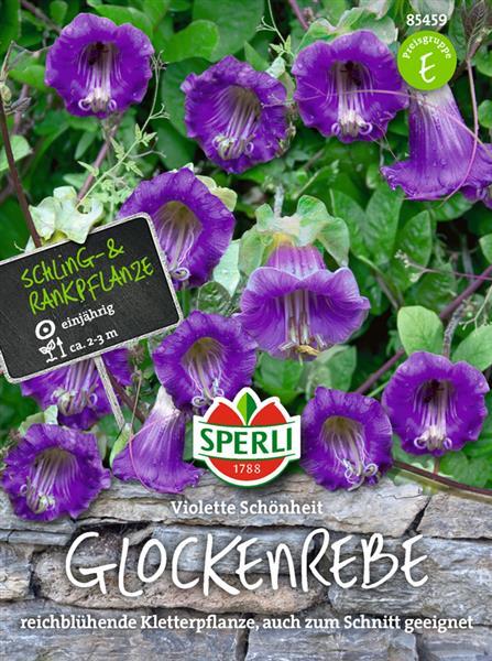 Blumensamen, Glockenrebe 'violette Schönheit'