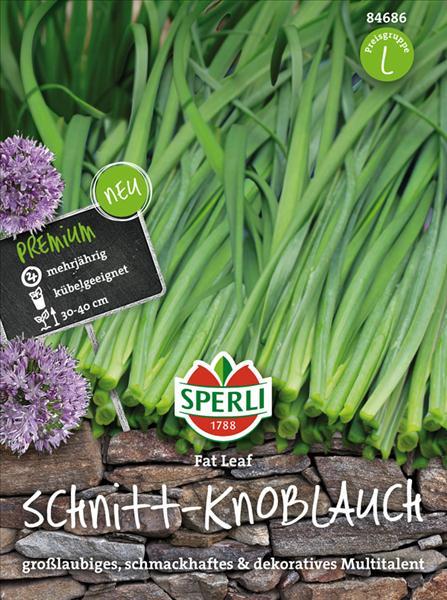 Sperli's Schnitt-knoblauch Fat Leaf, Allium-hybride