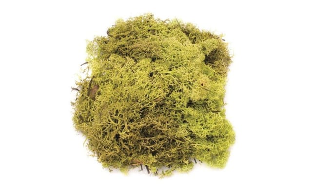 Glorex Islandmoos hellgrün 50 g Bastelmaterial