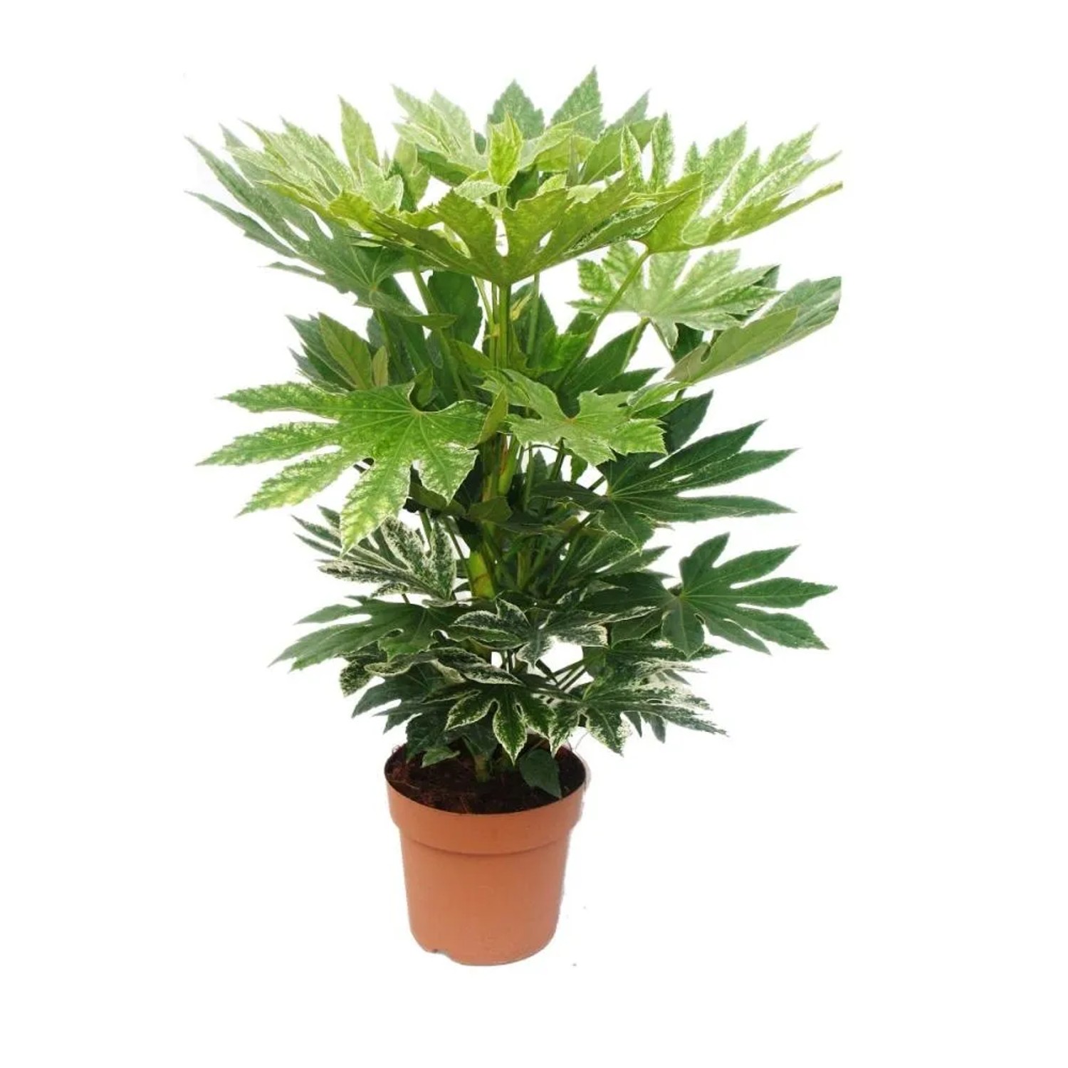 Exotenherz Zimmeraralie Fatsia Japonica Var ca. 60-80cm Hoch 20cm Topf