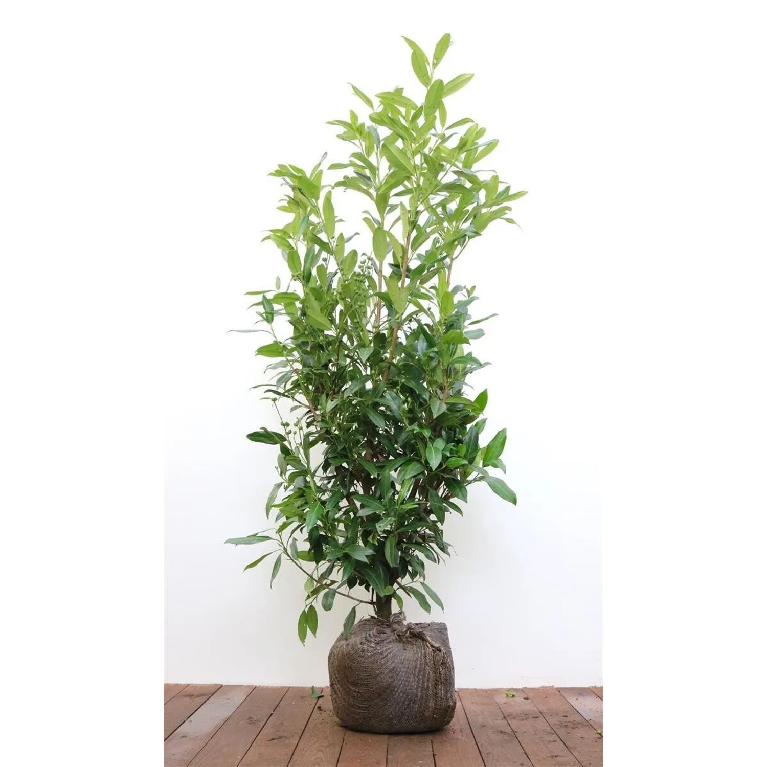 Prunus,aurocerasus 'Herbergii' 125-150 cm