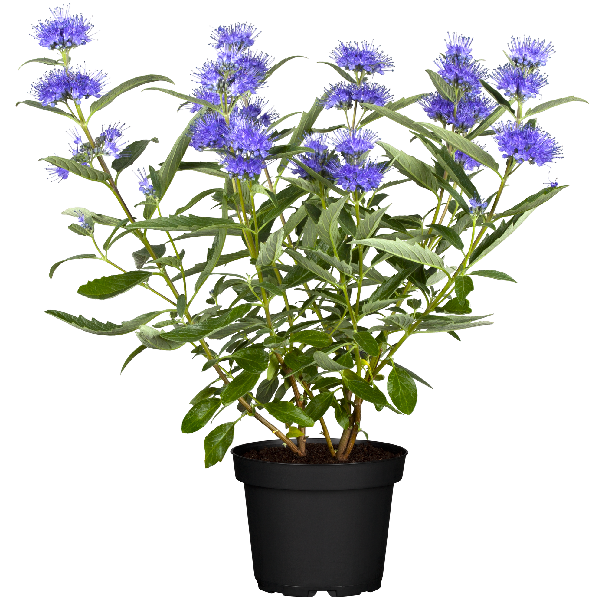 toom Bartblume blau 13 cm Topf