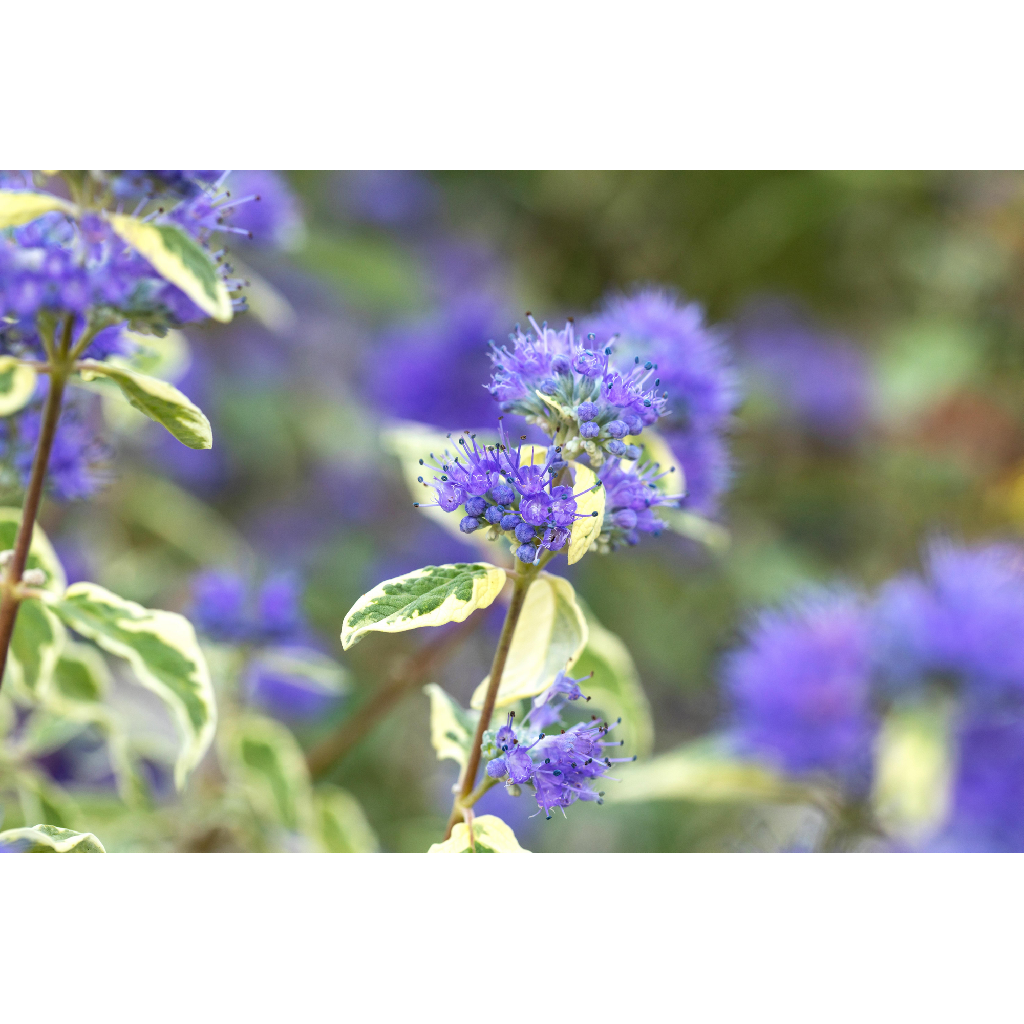 toom Bartblume blau 13 cm Topf Bild 2