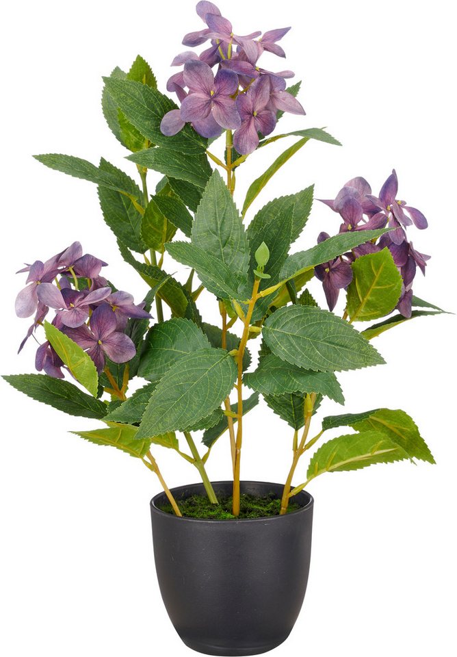 Kunstpflanze Hortensie paniculata, Creativ green, Höhe 45 cm, mit 8 Real-Touch-Blüten Bild 2