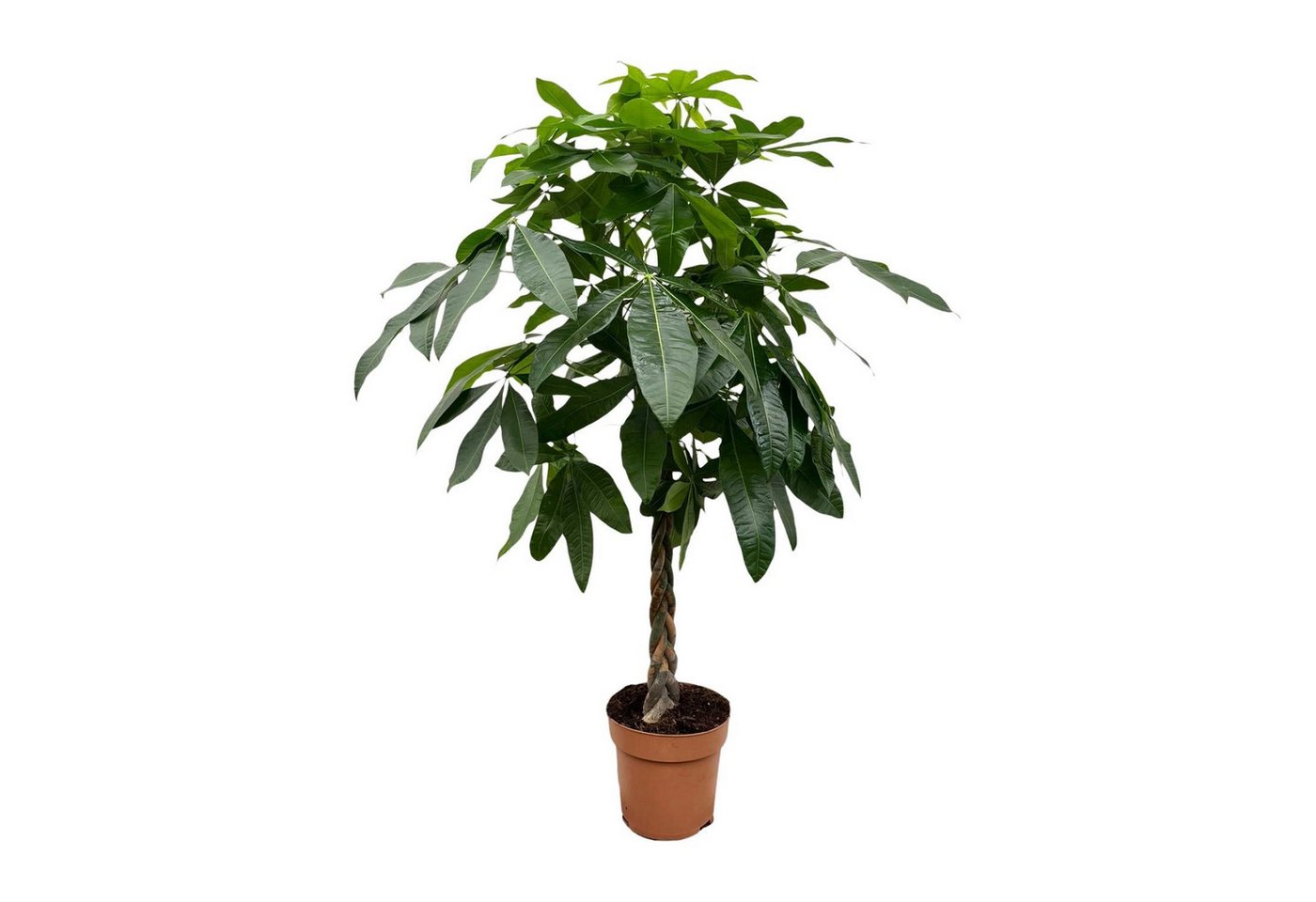 Florora Zimmerpflanze Pachira Aquatica - Glückskastanie - 180 cm – Topf ab Ø30 cm
