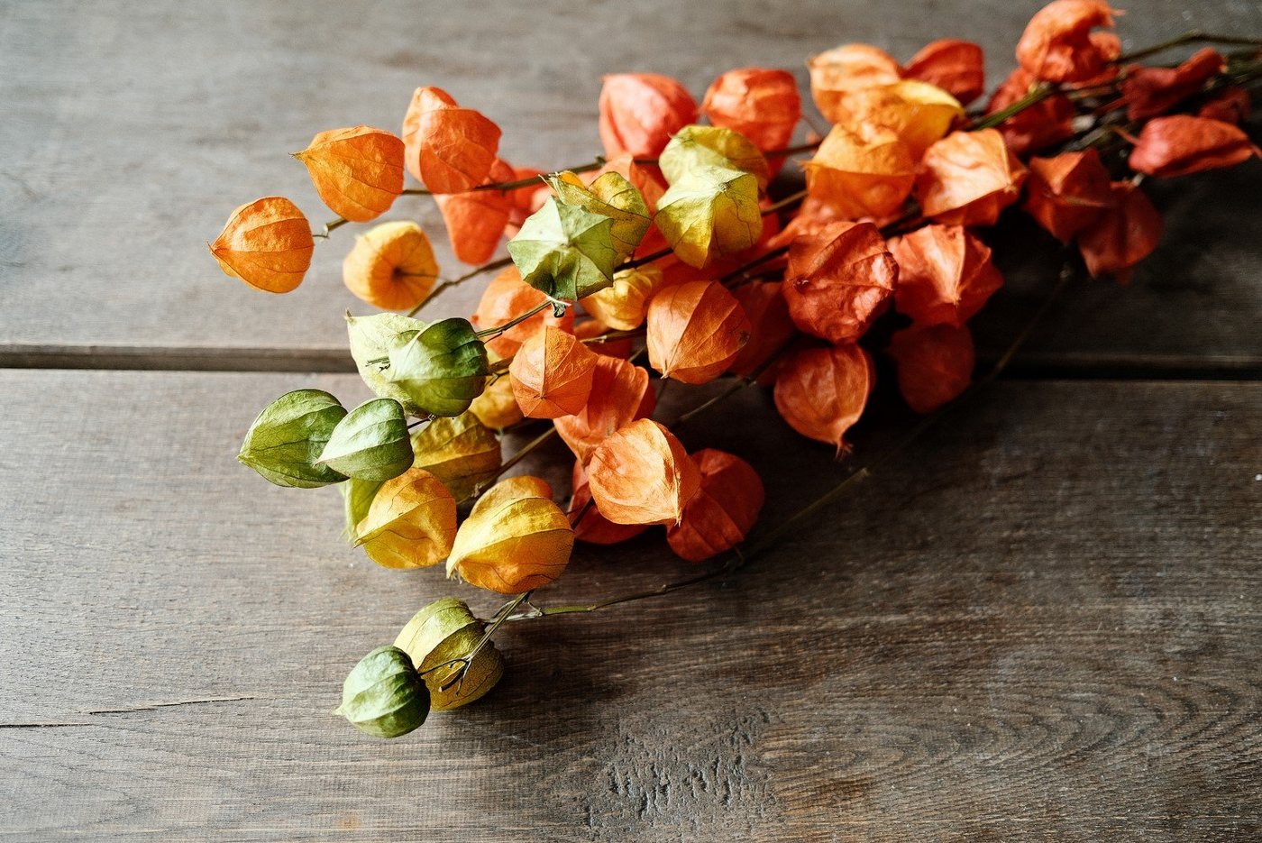 NaDeco Bastelnaturmaterial Physalis natur am Zweig ca. 60-70cm Lampionblume