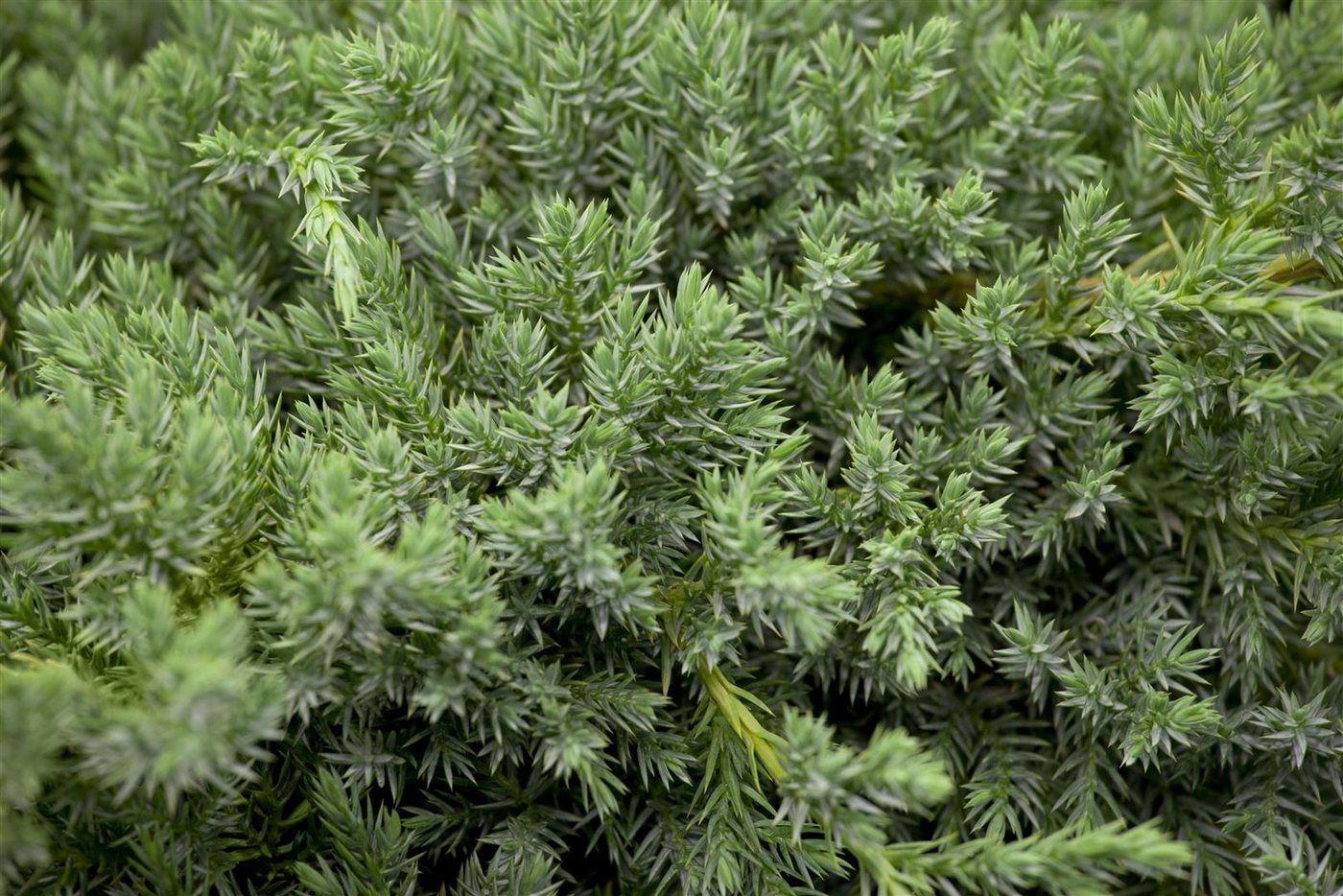 Pflanzen für Dich Konifere Juniperus squamata Blue Carpet, 1 St., Blauer Zwergwacholder, Teppichwacholder, blaugrau, bodendecker Bild 2