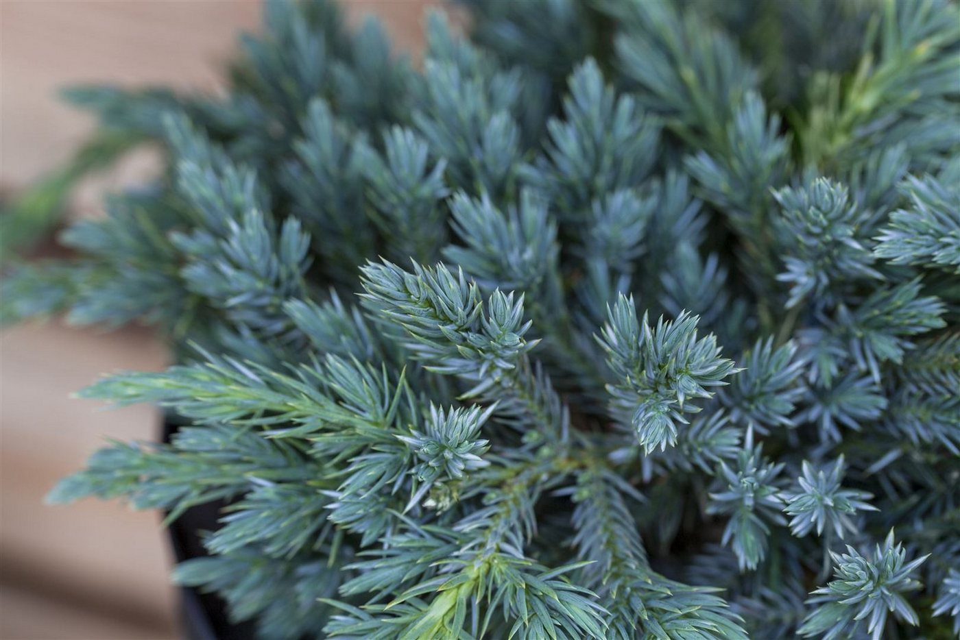 Pflanzen für Dich Konifere Juniperus squamata Blue Carpet, 1 St., Blauer Zwergwacholder, Teppichwacholder, blaugrau, bodendecker Bild 3