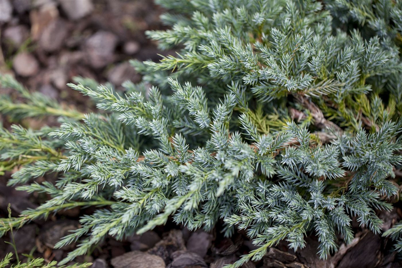 Pflanzen für Dich Konifere Juniperus squamata Blue Carpet, 1 St., Blauer Zwergwacholder, Teppichwacholder, blaugrau, bodendecker Bild 4