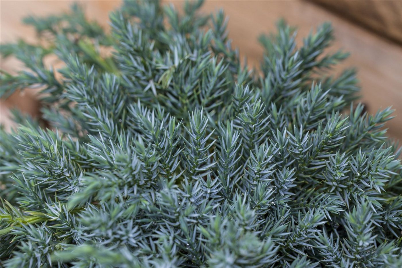 Pflanzen für Dich Konifere Juniperus squamata Blue Carpet, 1 St., Blauer Zwergwacholder, Teppichwacholder, blaugrau, bodendecker Bild 5