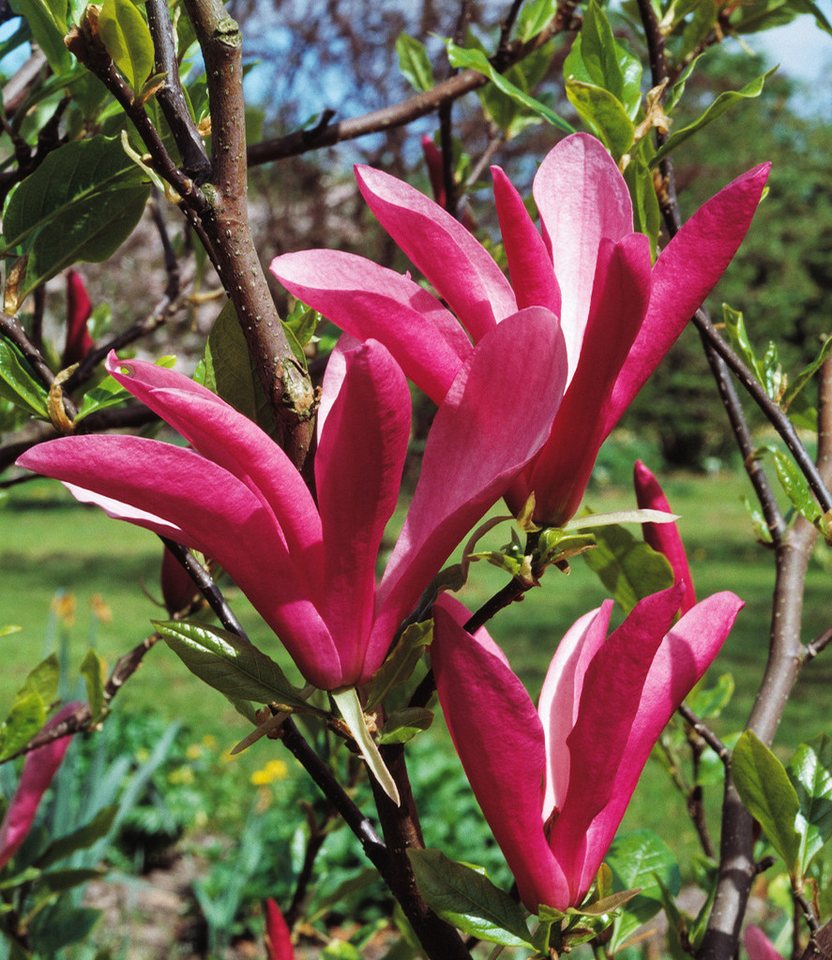 BALDUR Garten Zierstrauch Purpur-Magnolie, 1 St., Purpurmagnolie, winterhart, großblütig, frühblühend, robust