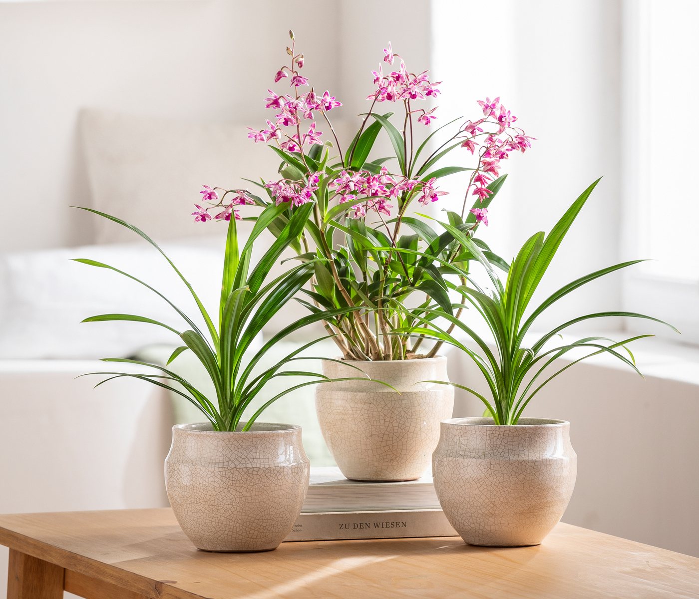 Dehner Übertopf Millie, bauchige Form, glasierte Keramik, Farbe creme, handgefertigter Indoor Blumentopf in zeitlosem Design