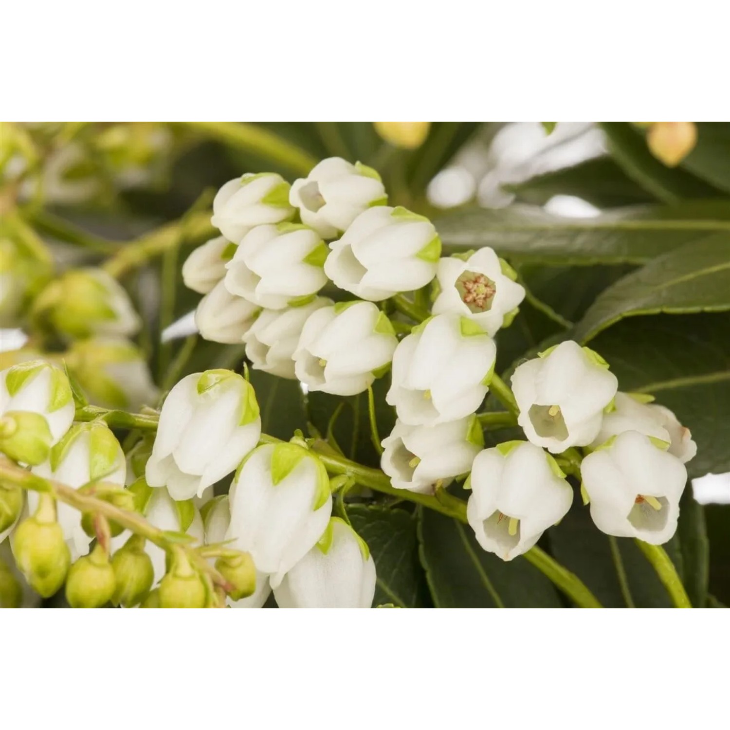 Pieris Japonica Sarabande Japanische Lavendelheide 25–30 cm