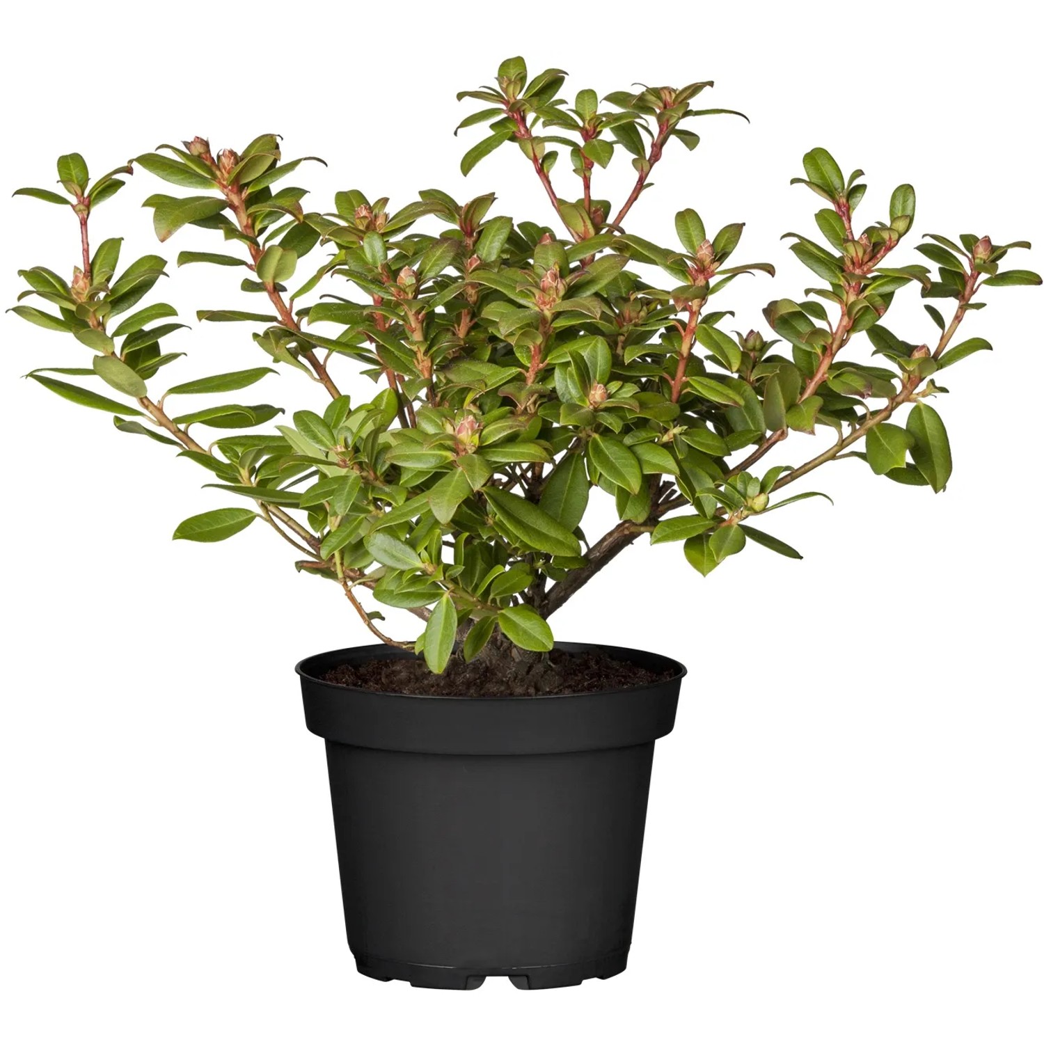 OBI Zwergalpenrose Princess Anne Gelb Höhe ca. 5-10 cm Topf ca.2l Rhododendron