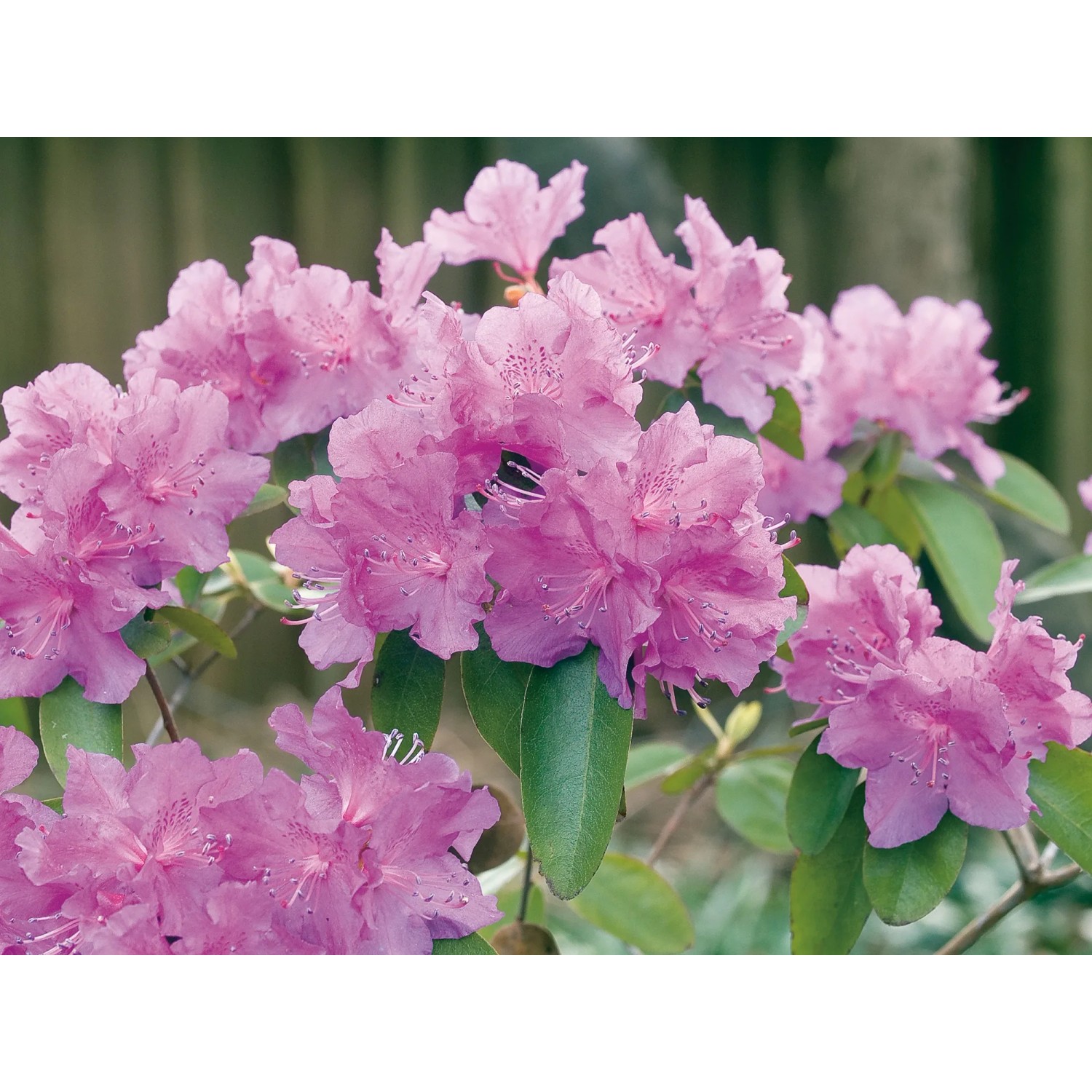 OBI Alpenrose P.J.Mezitt Lila Höhe ca. 30 - 40 cm Topf ca. 4, Rhododendron