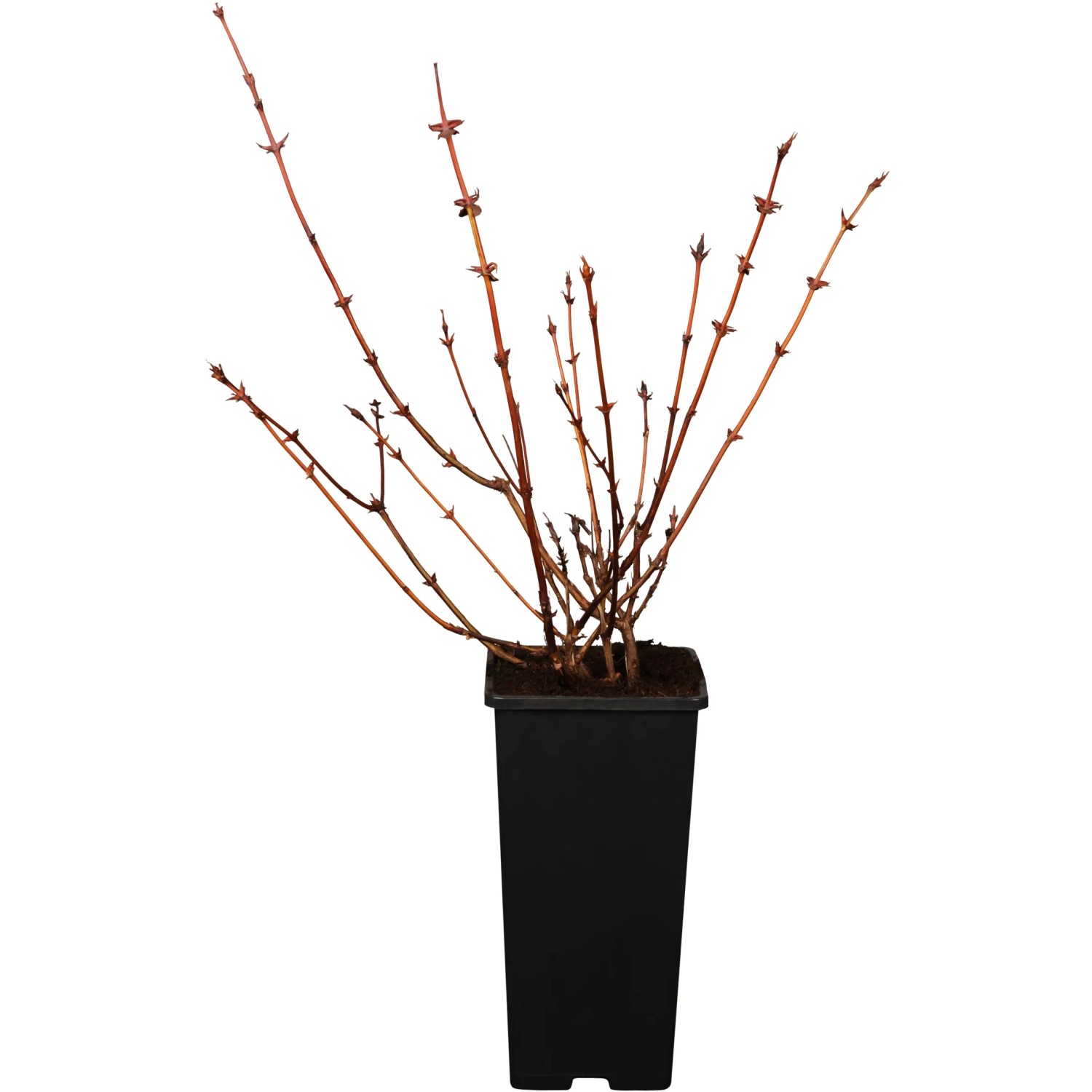 GROW by OBI Bio Sibirische Blaubeere Dunkelblau 10-20cm Topf ca. 2, Lonicera