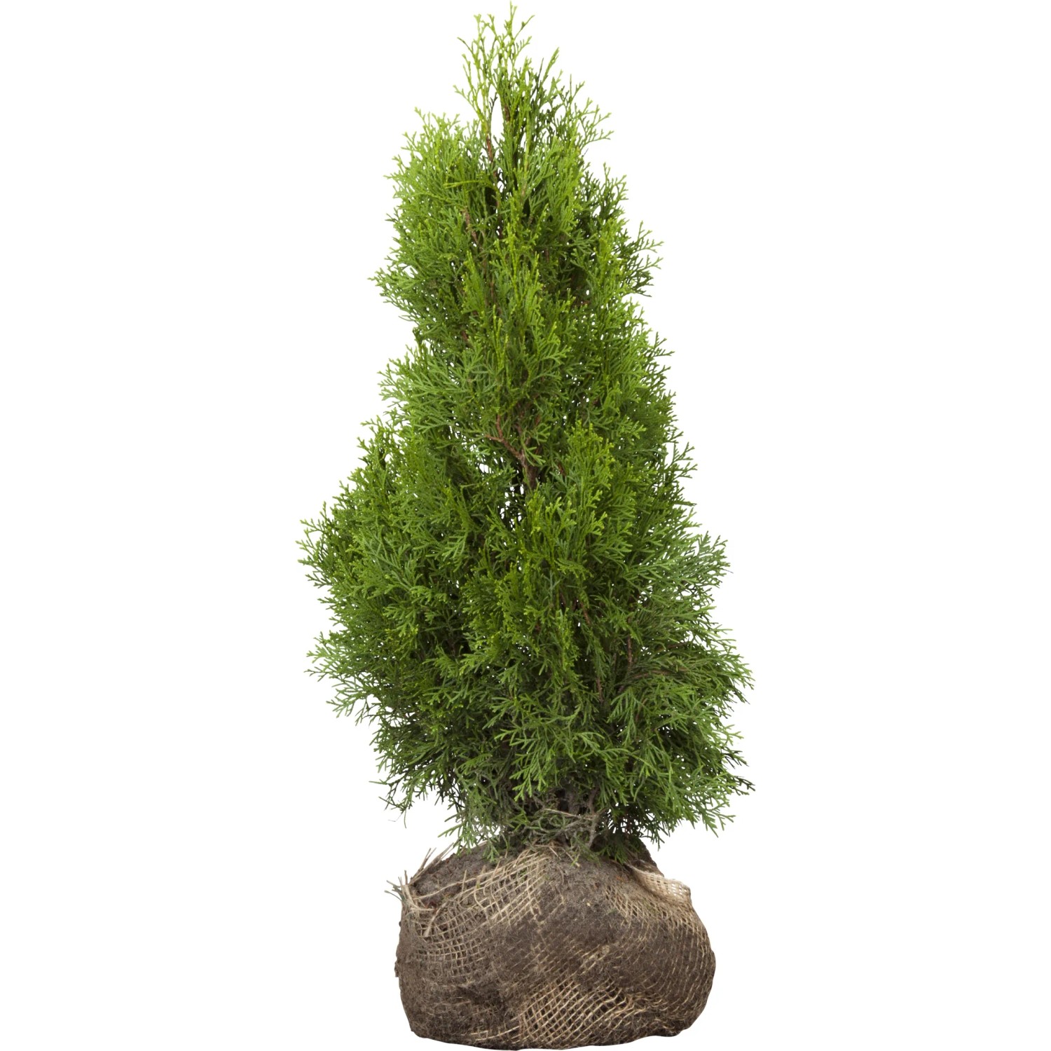 Lebensbaum Smaragd Set à 120 Stück Höhe ca. 60 - 80 cm Ballenware Thuja occ.