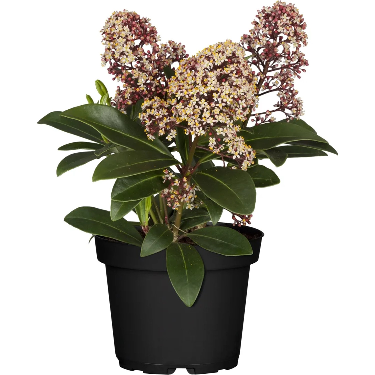 OBI Skimmie Rubella Rosa-Weiß Höhe ca. 10 - 20 cm cm Topf ca. 1,5, Skimmia