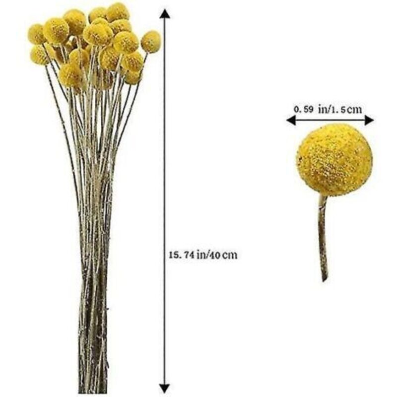 40 Stiele Natürlich Getrockneter Blumen, Craspedia-trockenblumen, Blumenstrauß Aus Billy Button Balls