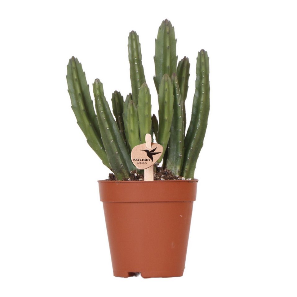 Exotenherz Kaktus Kolib?ík zelený, Zelená rostlina - Stapelia - Ø9cm Bild 4