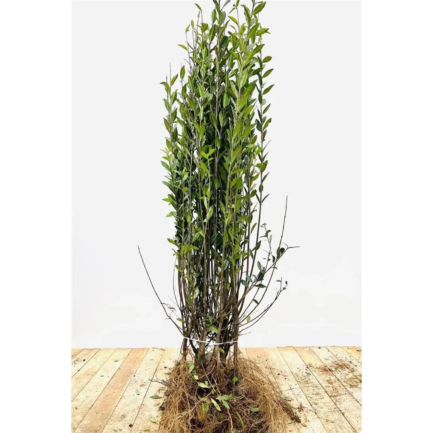 Ligustrum vulgare 'Atrovirens' 80-120 cm