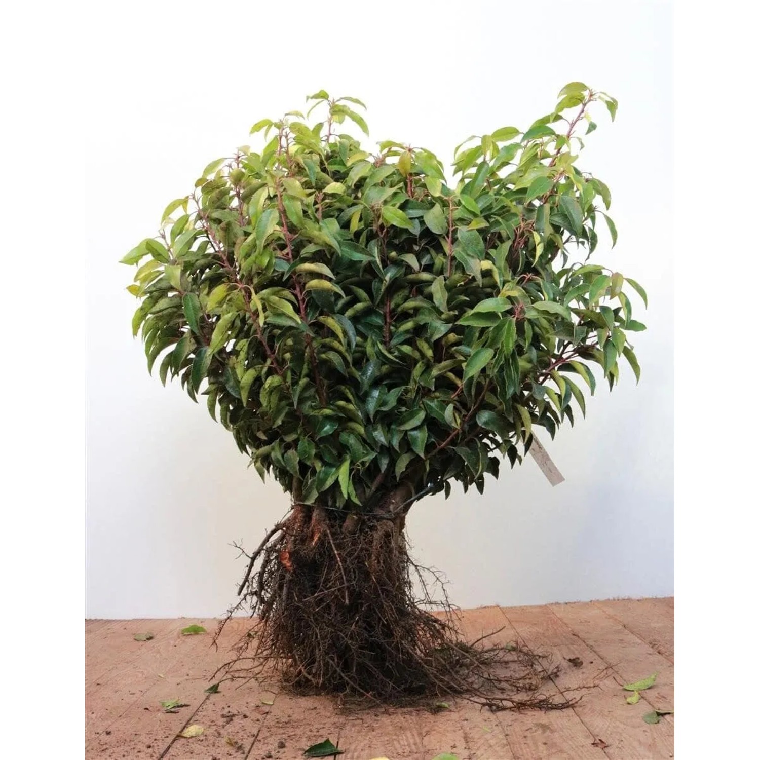 Prunus,usitanica 'Angustifolia' 30-50 cm