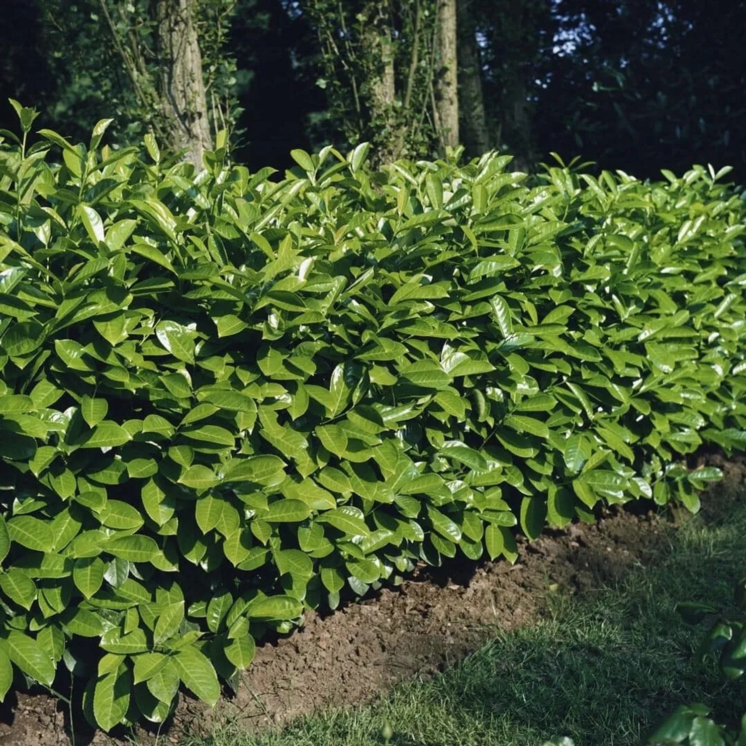 Prunus,aurocerasus 'Rotundifolia' 60-80cm