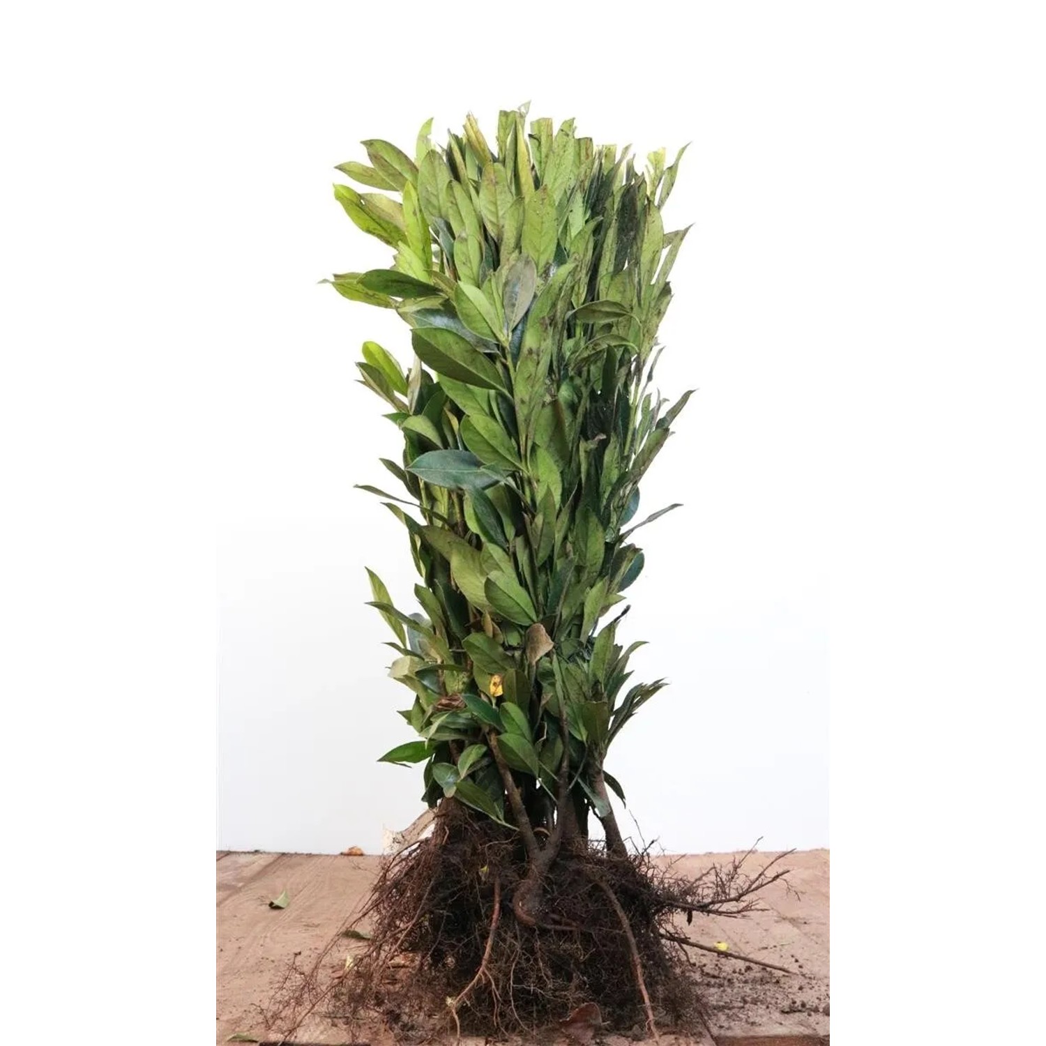 Prunus,aurocerasus 'Caucasica' 60-80 cm