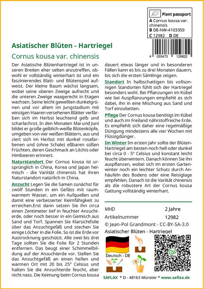 SAFLAX Blumensamen SAFLAX - Samen - Asiatischer Blüten - Hartriegel Bild 3