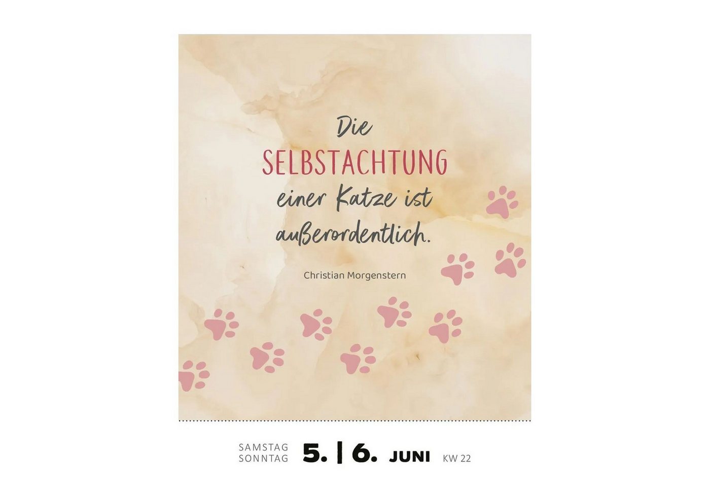 Ars Edition Abreißkalender Abreißkalender Katzenweisheiten 2027