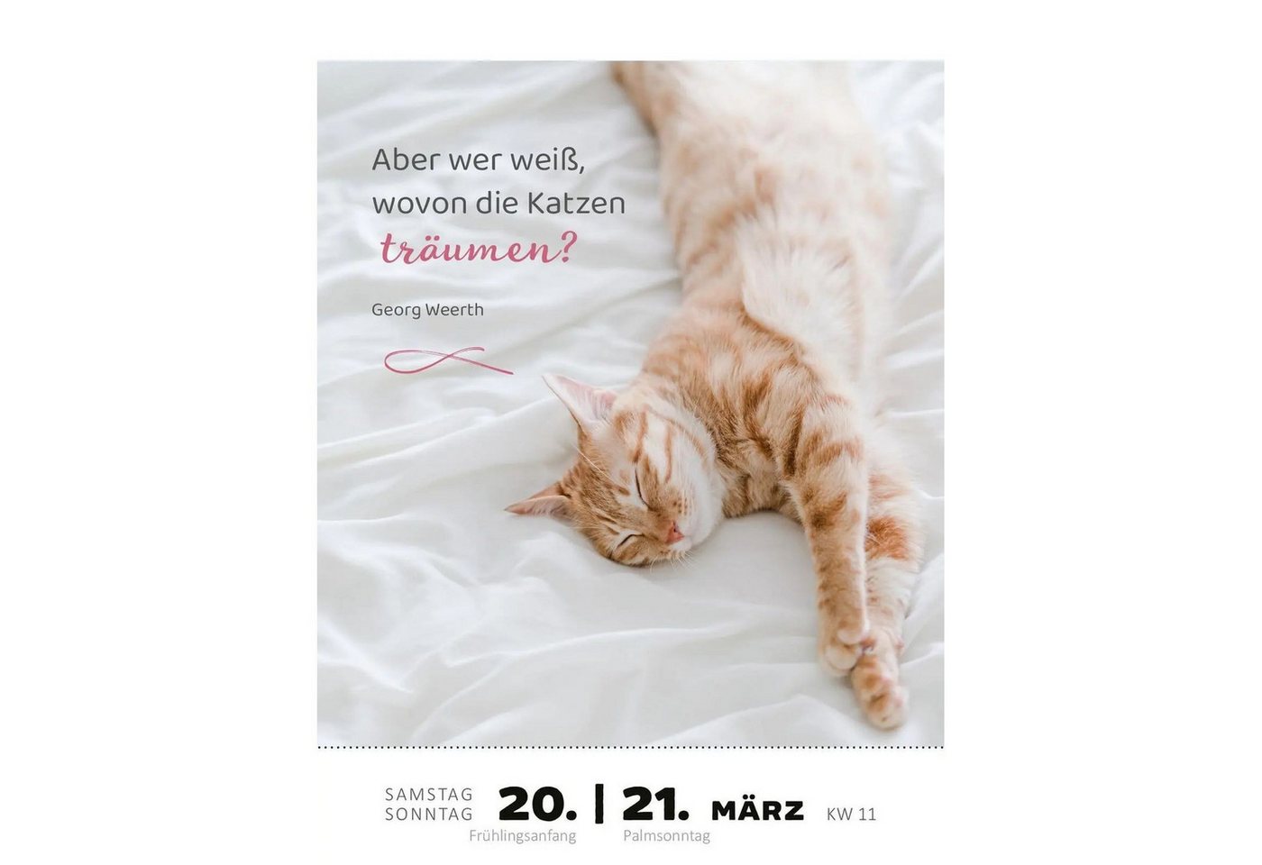 Ars Edition Abreißkalender Abreißkalender Katzenweisheiten 2027 Bild 2