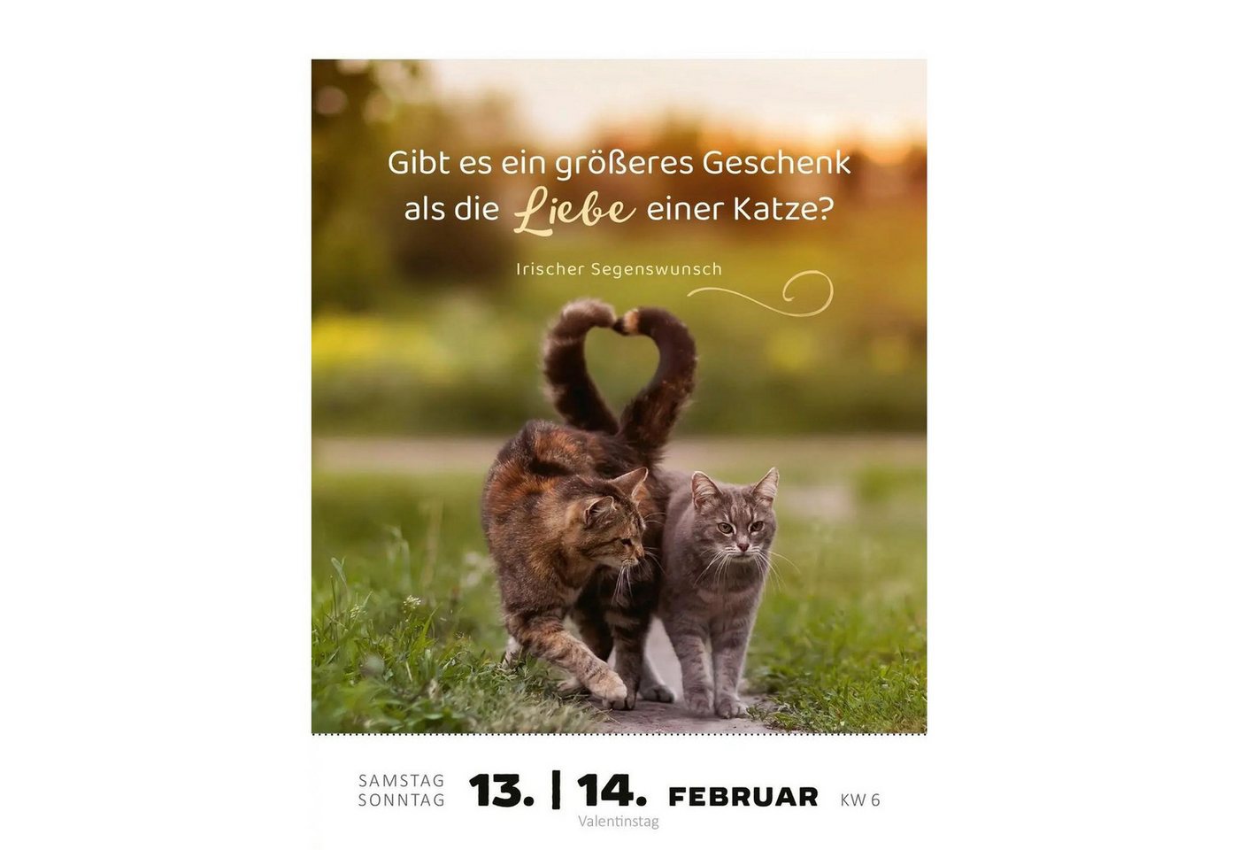 Ars Edition Abreißkalender Abreißkalender Katzenweisheiten 2027 Bild 3