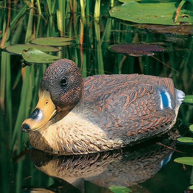 Schwimmente Stockente