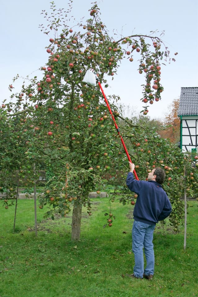 Obstpflücker ø 13 cm mit Baumwollbeutel Geräte zur Obsternte - Trendline