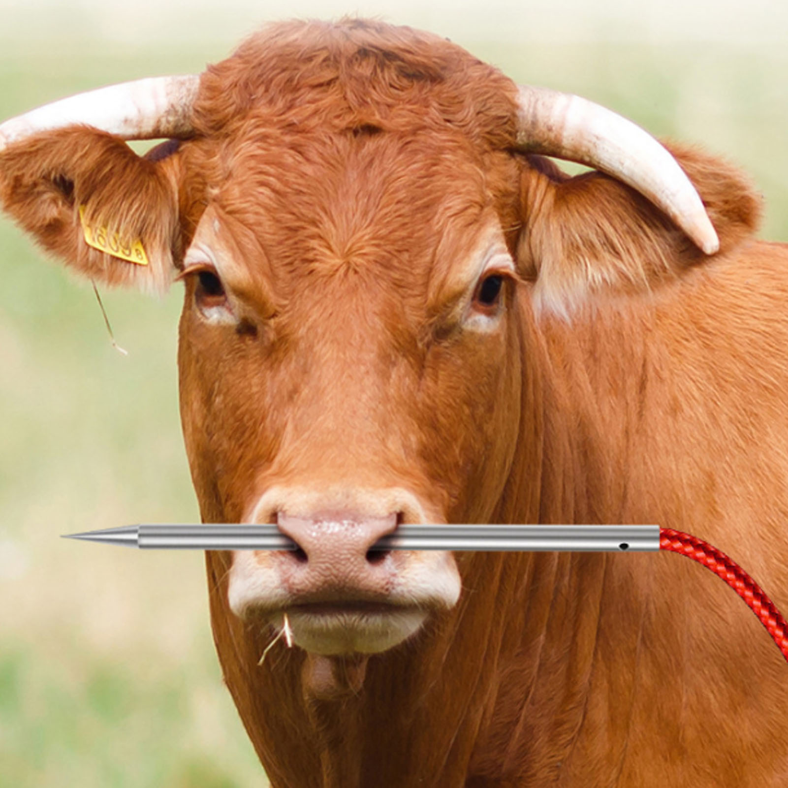Bullennasennadel Aus Edelstahl 304 Mit Loch, Bullennasen-stechnadel, Bullennasen-ausstanzwerkzeug, Bullennasenring, Bullennasenklemme, Mittelgroßes Ausziehwerkzeug