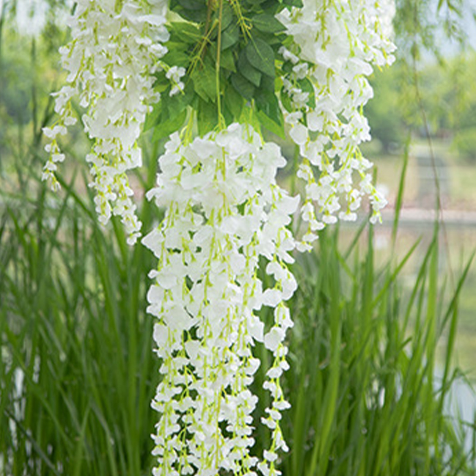 12 Hängende, Milchig-weiße Glyzinienblüten, Verschlüsselt