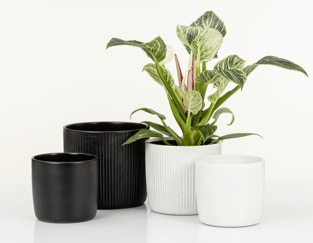 Scheurich - Solido Linea, Blumentopf aus Keramik, Farbe: Ebano, 17,6 cm Durchmesser, 16 cm hoch, 3,1 l Vol.