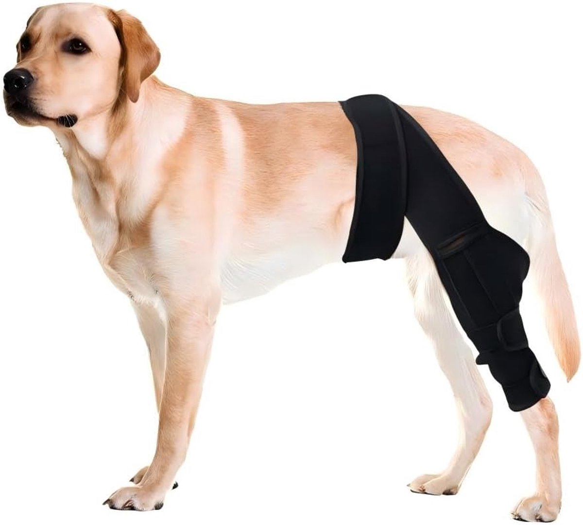 Hinterbein-knieorthese Für Hunde – Rehabilitationsorthese Nach Kreuzbandriss – Verstellbares Design Mit Doppelter Stabilisierung – Linderung Bei Arthritis – Knieorthese Bei Fraktur